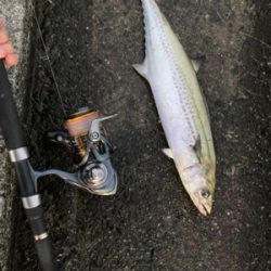 初メジロあと2cmでブリ