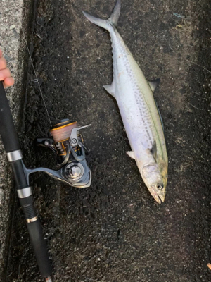 初メジロあと2cmでブリ