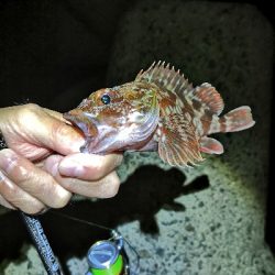 今日もガッシー