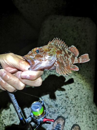 今日もガッシー