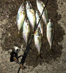 アジングナイト(爆釣)