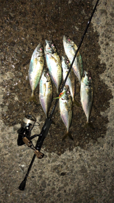 アジングナイト(爆釣)