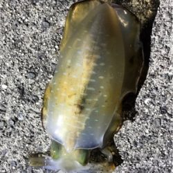 今季初エギング