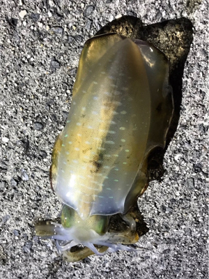 今季初エギング