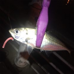 大阪湾奥アジング 中アジ連発!