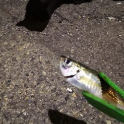 アジング練習 195