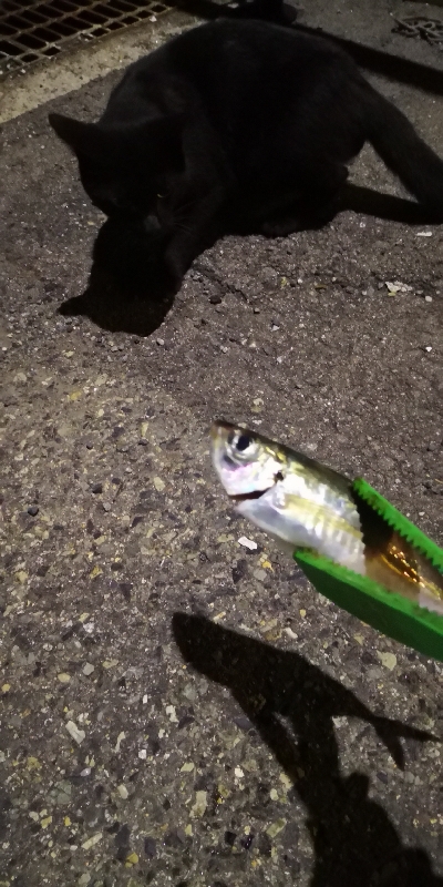 アジング練習 195