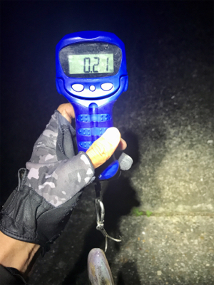 やっぱりエギング楽しい♪＼(^o^)／