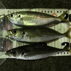 初投稿　アジング