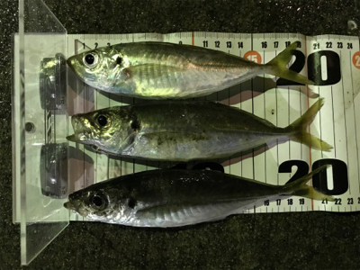 初投稿　アジング