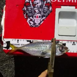 アジング練習 196