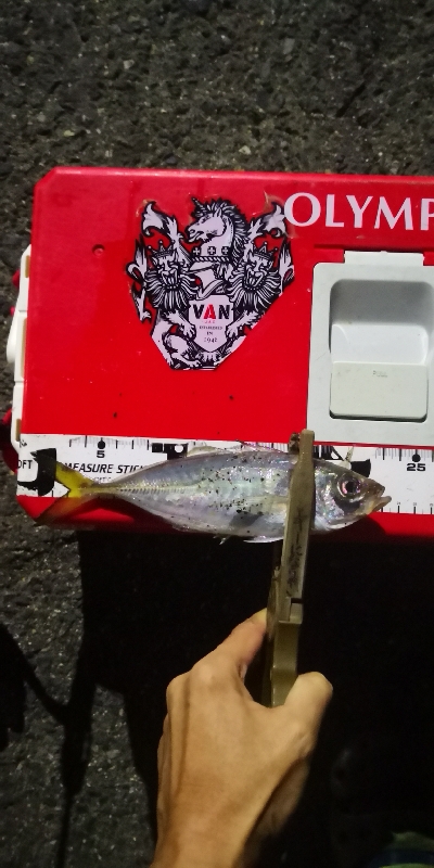 アジング練習 196