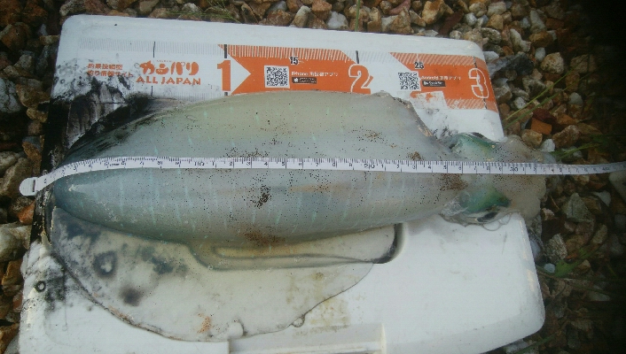 障泥烏賊　胴長、重さ自己最高記録更新！障泥…