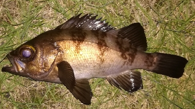 アジング不成立