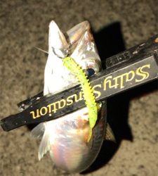 やっぱりサバ多い