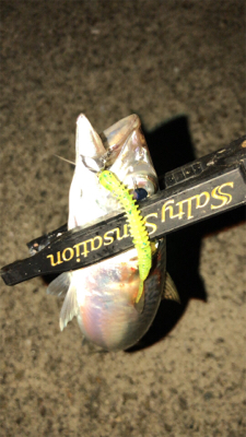 やっぱりサバ多い