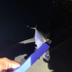 やっとこさアジ