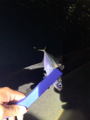 やっとこさアジ