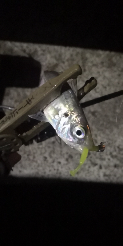 アジング練習 197