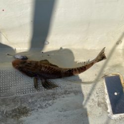 鳴門でヒラメ狙い