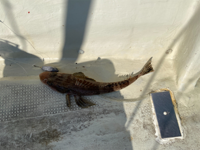 鳴門でヒラメ狙い