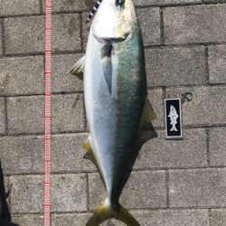 コスモスクエア釣果