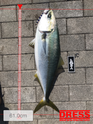 コスモスクエア釣果