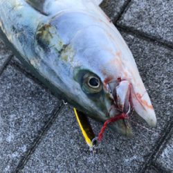 ヒットカラーはアカキン