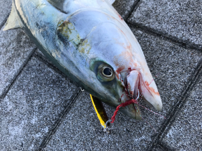 ヒットカラーはアカキン