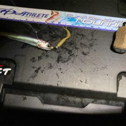 アジング人多過ぎ