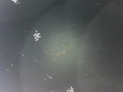 想像以上に寒いライトゲーム