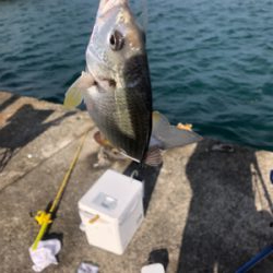 色々釣れました。