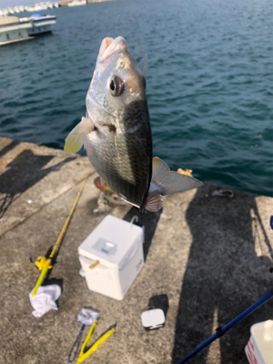 色々釣れました。