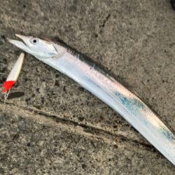 朝1時間で爆釣の11匹!!怒涛のタチウオ釣果