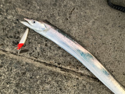 朝1時間で爆釣の11匹!!怒涛のタチウオ釣果