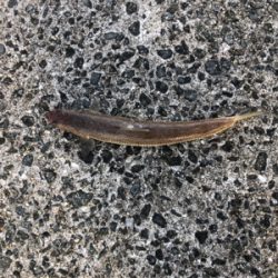 和田防本堤　渋いながらも