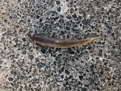 和田防本堤　渋いながらも