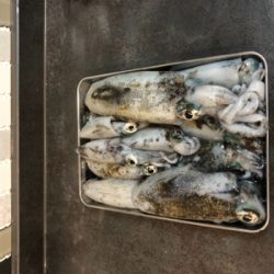 渋くて寒いです。また個体が小さい？