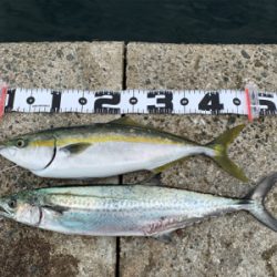 神戸沖堤釣行②