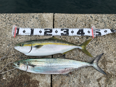 神戸沖堤釣行②