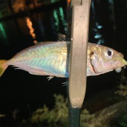 Fシステムアジング