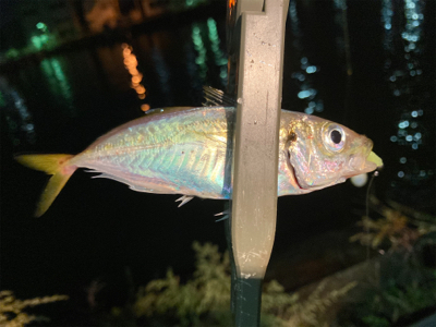 Fシステムアジング