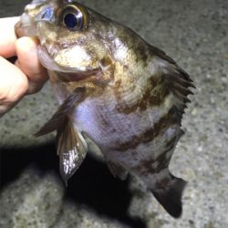 明石でアジング