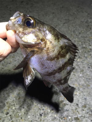 明石でアジング