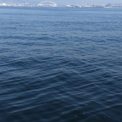 連日の釣果情報では…