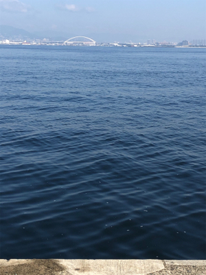 連日の釣果情報では…