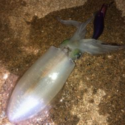 坊勢島のナイトアジング&エギング