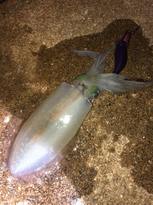 坊勢島のナイトアジング&エギング