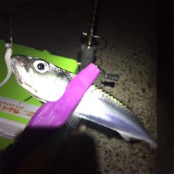 大阪湾奥アジング