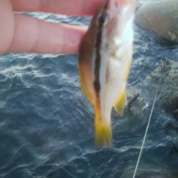 障泥烏賊2杯！イサキ1匹、カマス1匹、キジハタ1匹！